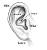anatomie des oreilles décollées